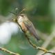 Rufous hummingbird