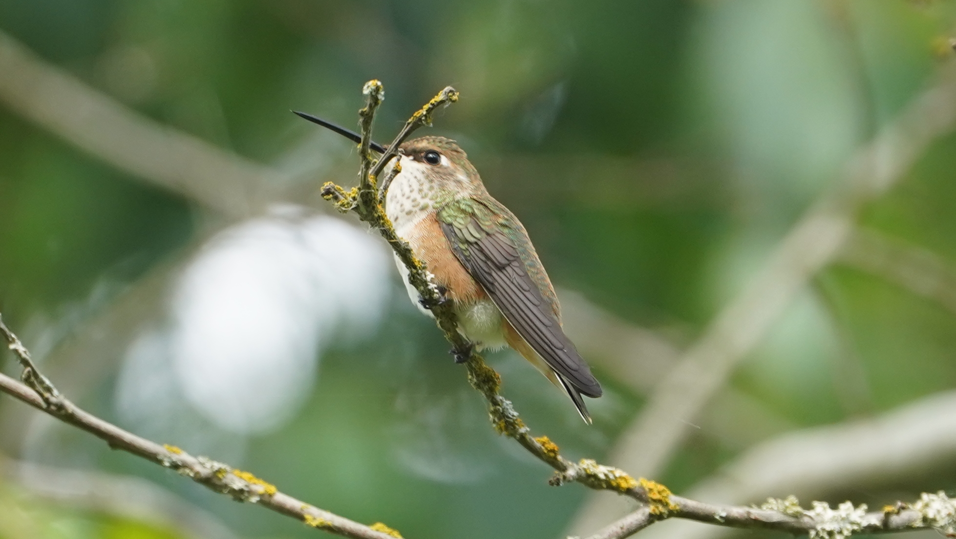 Rufous hummingbird