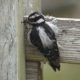 Juvenile woodpecker, 2