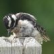 Juvenile woodpecker, 3