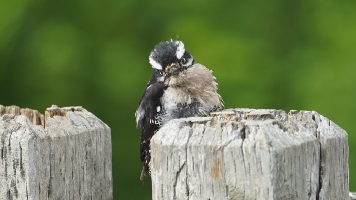 Juvenile woodpecker