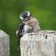 Juvenile woodpecker, 4