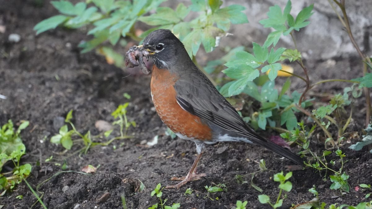 Robin with a mouth full of worms