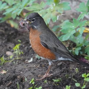 Robin with a mouth full of worms