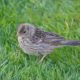 White-crown fledgling