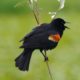 Red-winged blackbird, screaming