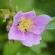 Flower tenants