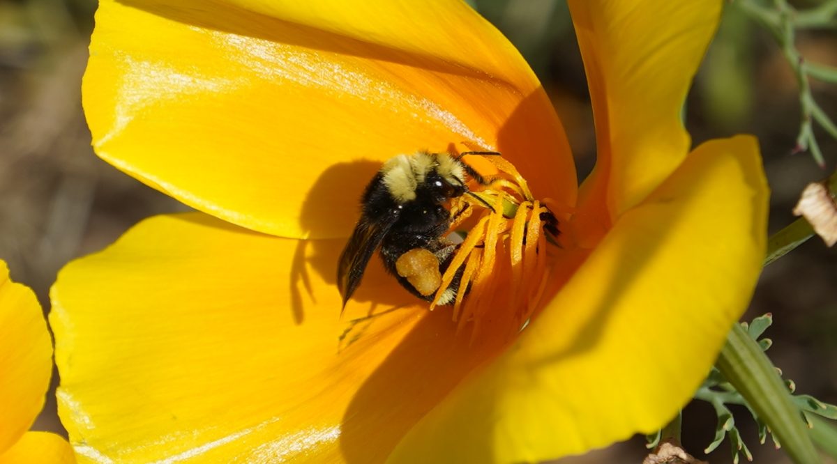 Bumblebee on yellow flower