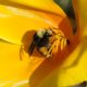 Yellow on yellow
