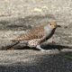 Northern flicker