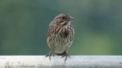 Song sparrow