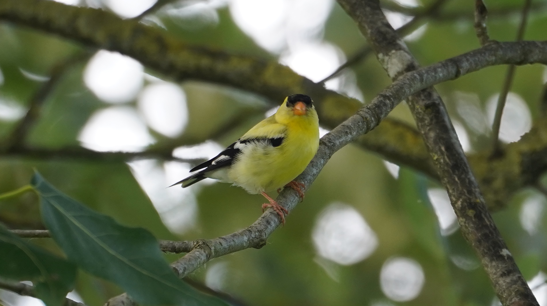 Male goldfinch