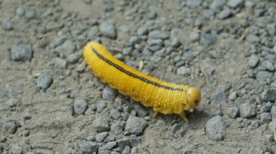 Elm sawfly larva