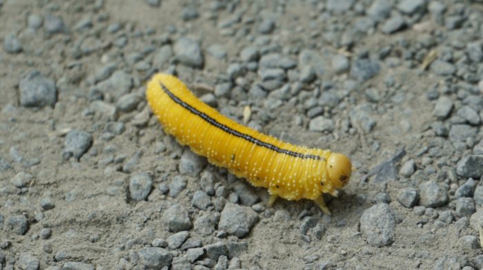 Elm sawfly larva
