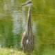 Juvenile heron