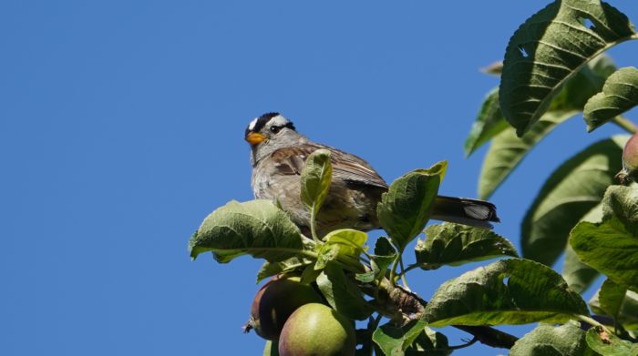 White-crowned sparrow