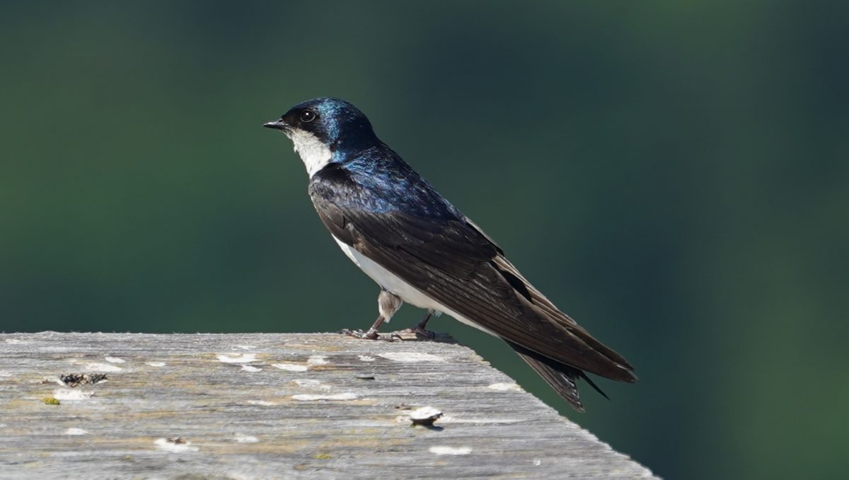 Tree swallow