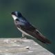 Shiny tree swallow