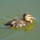 Mallard duckling