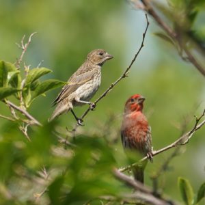 House finch couple