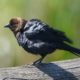 Brown-headed cowbird