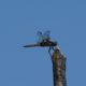 Dragonfly with ragged wings