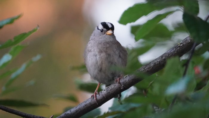 White-crowned sparrow