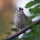 White-crowned sparrow enjoys the evening