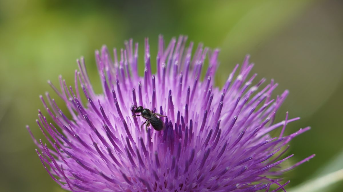 Bug in a thistle