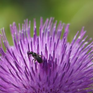 Bug in a thistle