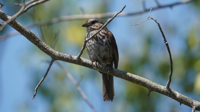 Song sparrow