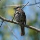 Sunning song sparrow