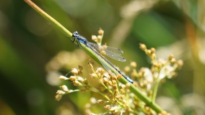 Damselfly