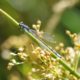 Damselfly