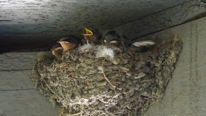 Barn swallow nest