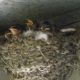 Barn swallow nest