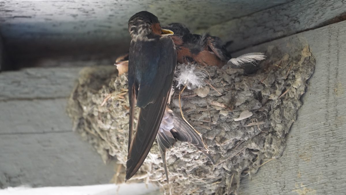 Barn swallow nest and parent