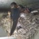Barn swallow nest and parent