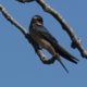Shiny barn swallow