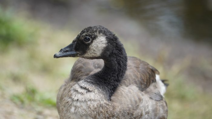 Teen Canada goose