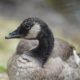 Teenage goose