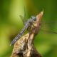Magnificent dragonfly