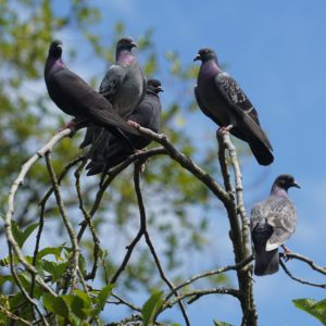 Five pigeons