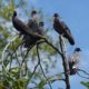 Five pigeons up in a tree