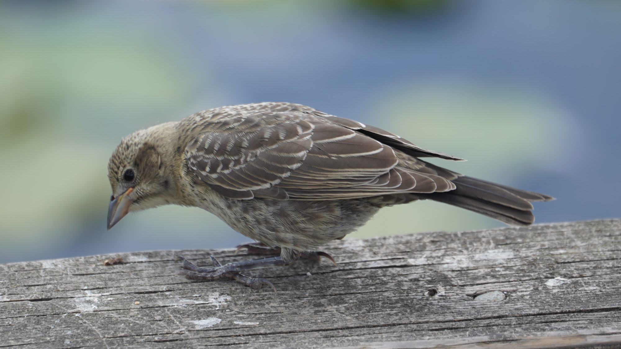 Brown-headed cowbird