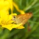A delicate sip of nectar