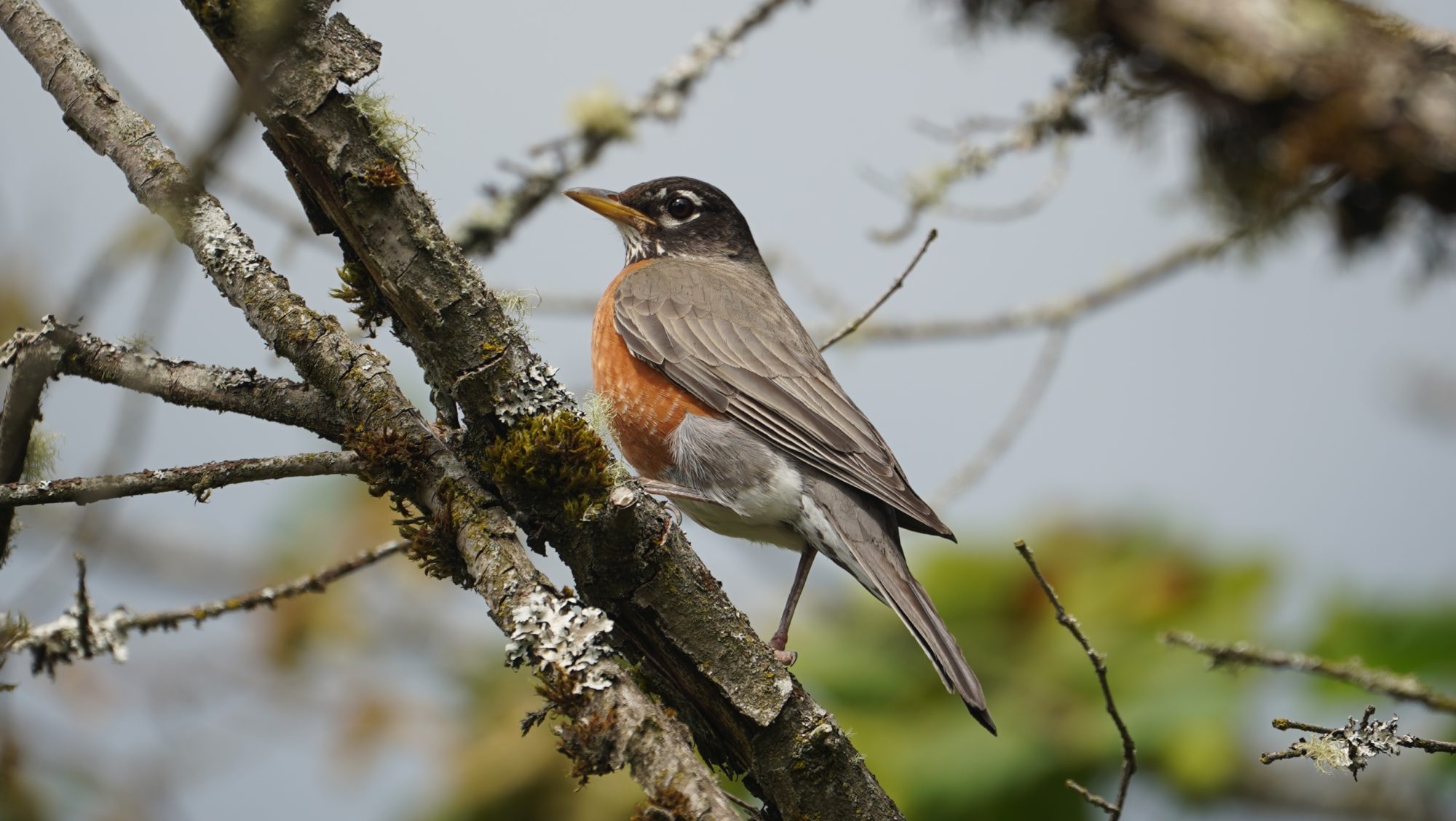 Robin in a tree