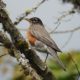 Robin up in a tree