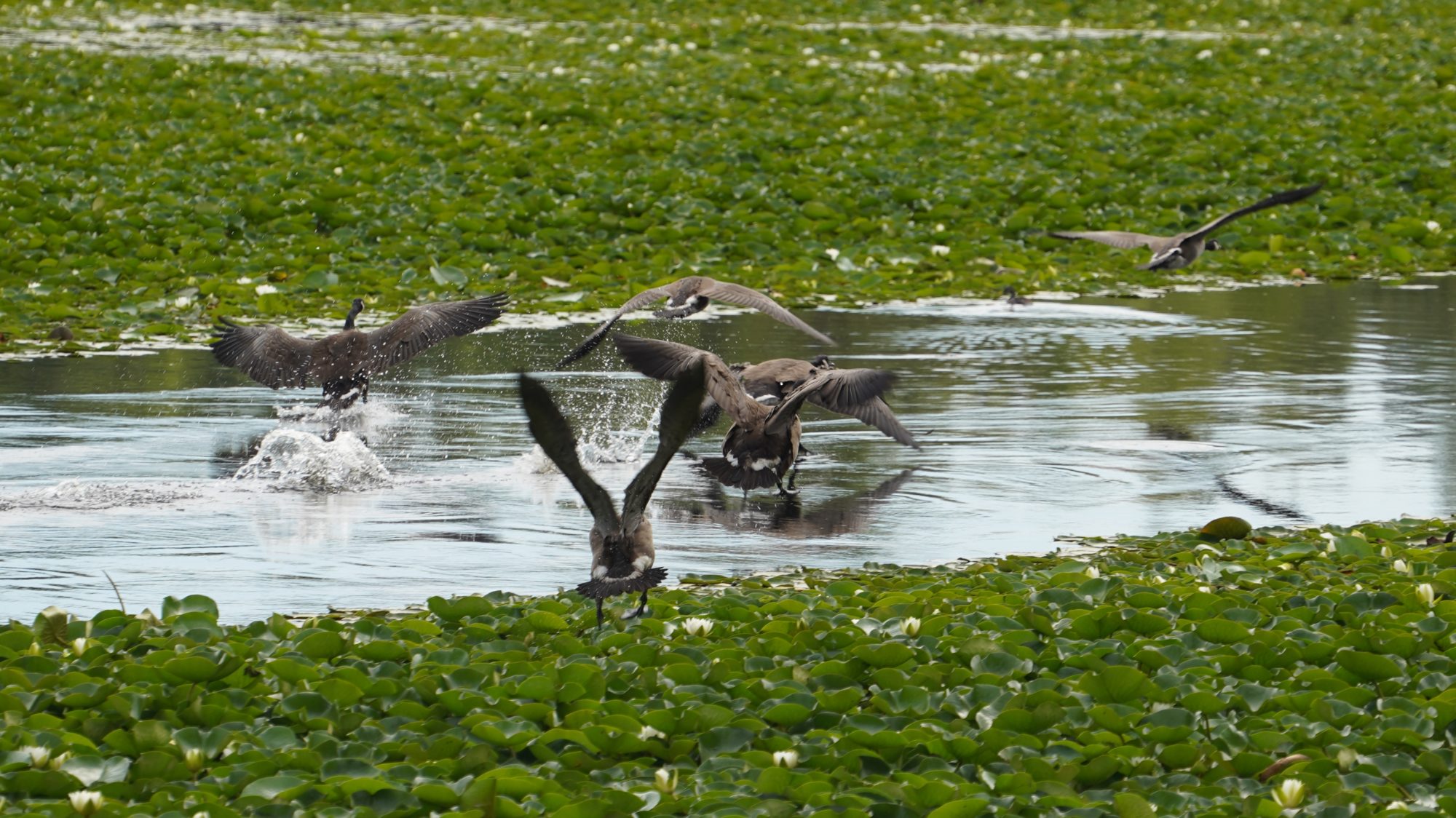 Canada geese taking off