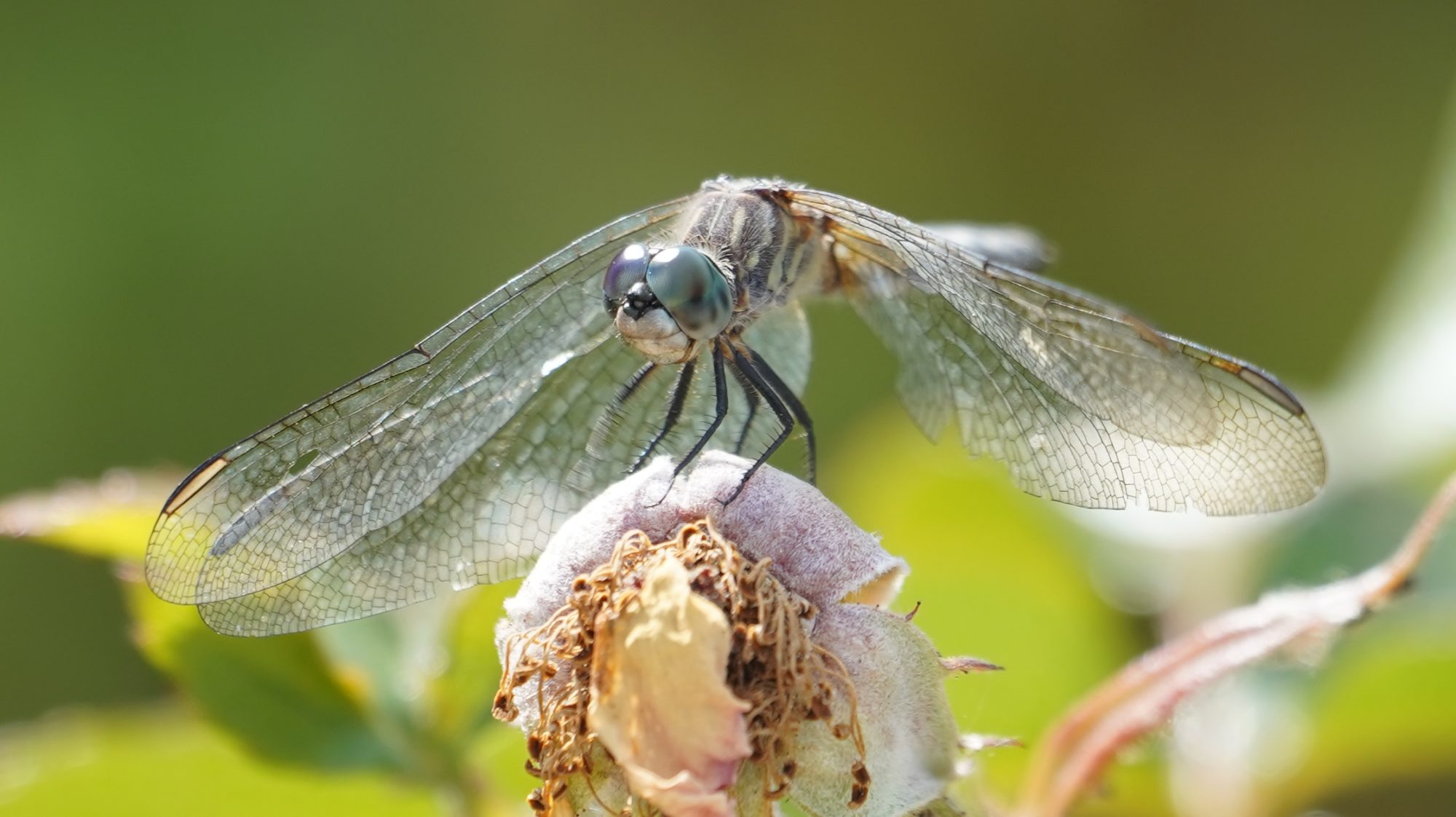 Dragonfly